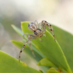 Australomisidia sp. (genus) (Flower spider) at Aranda Bushland - 30 Jul 2022 by CathB