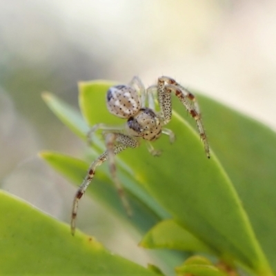 Australomisidia sp. (genus) (Flower spider) at Point 4598 - 30 Jul 2022 by CathB