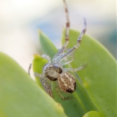 Australomisidia sp. (genus) at Molonglo Valley, ACT - 30 Jul 2022