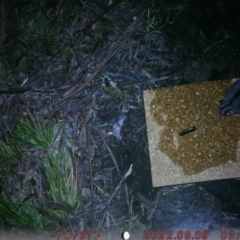 Petaurus notatus (Krefft’s Glider, formerly Sugar Glider) at Acton, ACT - 9 Aug 2022 by MaddyS