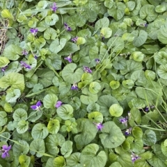 Viola odorata (Sweet Violet, Common Violet) at Isaacs, ACT - 13 Aug 2022 by Steve_Bok