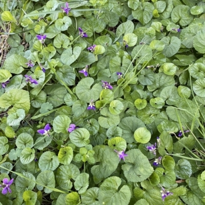 Viola odorata (Sweet Violet, Common Violet) at Isaacs Ridge and Nearby - 13 Aug 2022 by Steve_Bok