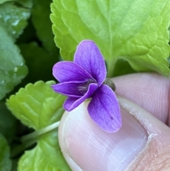 Viola odorata at Isaacs, ACT - 14 Aug 2022