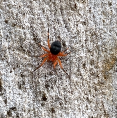 Nicodamidae (family) (Red and Black Spider) at Isaacs, ACT - 14 Aug 2022 by Steve_Bok