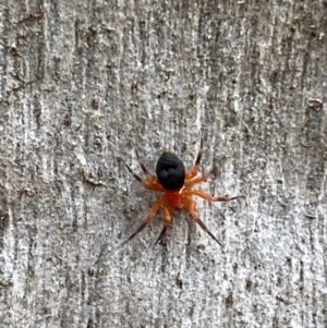 Nicodamidae (family) at Isaacs, ACT - 14 Aug 2022