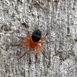 Nicodamidae (family) at Isaacs, ACT - 14 Aug 2022