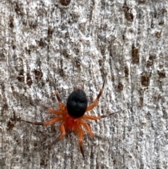 Nicodamidae (family) at Isaacs, ACT - 14 Aug 2022