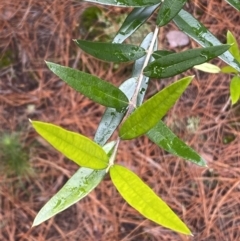 Olea europaea subsp. cuspidata (African Olive) at Isaacs, ACT - 14 Aug 2022 by SteveBorkowskis