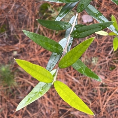 Olea europaea subsp. cuspidata (African Olive) at Isaacs Ridge and Nearby - 14 Aug 2022 by Steve_Bok