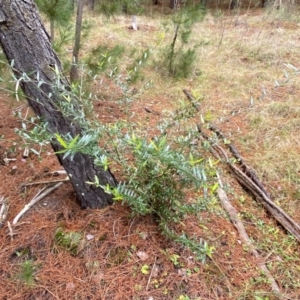 Olea europaea subsp. cuspidata at Isaacs, ACT - 14 Aug 2022