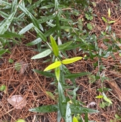 Olea europaea subsp. cuspidata at Isaacs, ACT - 14 Aug 2022