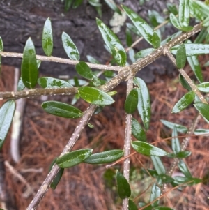Olea europaea subsp. cuspidata at Isaacs, ACT - 14 Aug 2022