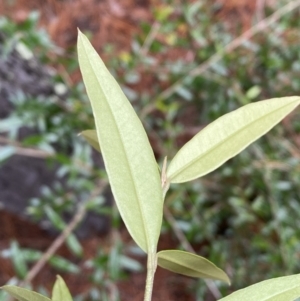 Olea europaea subsp. cuspidata at Isaacs, ACT - 14 Aug 2022