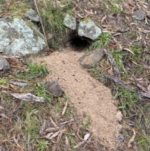 Oryctolagus cuniculus at Isaacs, ACT - 14 Aug 2022