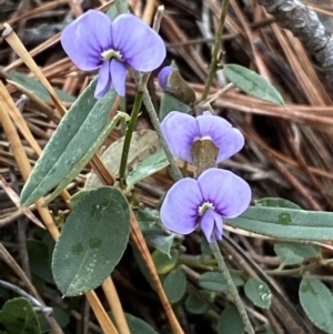 Hovea heterophylla at Isaacs, ACT - 14 Aug 2022 01:05 PM