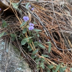 Hovea heterophylla at Isaacs, ACT - 14 Aug 2022 01:05 PM