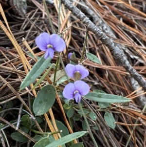 Hovea heterophylla at Isaacs, ACT - 14 Aug 2022