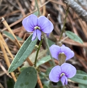 Hovea heterophylla at Isaacs, ACT - 14 Aug 2022