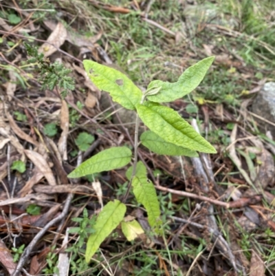 Olearia lirata (Snowy Daisybush) at Isaacs Ridge and Nearby - 14 Aug 2022 by Steve_Bok