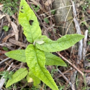 Olearia lirata at Isaacs, ACT - 14 Aug 2022 12:27 PM