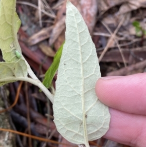 Olearia lirata at Isaacs, ACT - 14 Aug 2022 12:27 PM