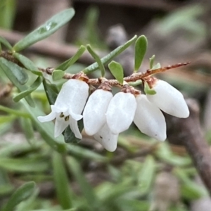 Cryptandra amara at Isaacs, ACT - 14 Aug 2022