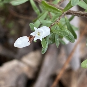 Cryptandra amara at Isaacs, ACT - 14 Aug 2022