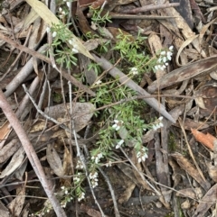 Cryptandra amara at Isaacs, ACT - 14 Aug 2022