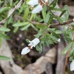 Cryptandra amara at Isaacs, ACT - 14 Aug 2022