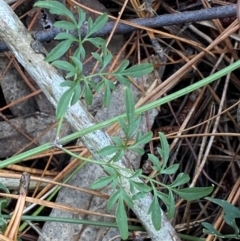 Clematis leptophylla (Small-leaf Clematis, Old Man's Beard) at Isaacs Ridge and Nearby - 14 Aug 2022 by Steve_Bok