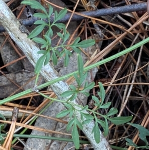 Clematis leptophylla at Isaacs, ACT - 14 Aug 2022 12:04 PM