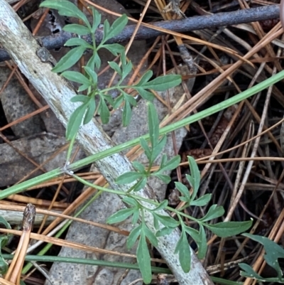 Clematis leptophylla (Small-leaf Clematis, Old Man's Beard) at Isaacs, ACT - 14 Aug 2022 by SteveBorkowskis