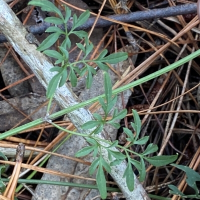 Clematis leptophylla (Small-leaf Clematis, Old Man's Beard) at Isaacs, ACT - 14 Aug 2022 by Steve_Bok