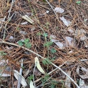 Clematis leptophylla at Isaacs, ACT - 14 Aug 2022 12:04 PM