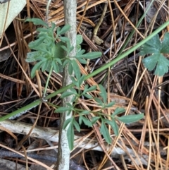 Clematis leptophylla at Isaacs, ACT - 14 Aug 2022 12:04 PM