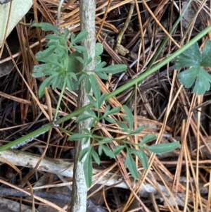 Clematis leptophylla at Isaacs, ACT - 14 Aug 2022 12:04 PM