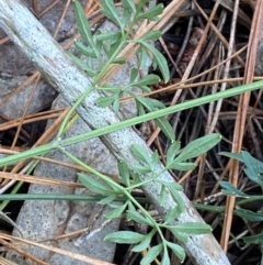 Clematis leptophylla at Isaacs, ACT - 14 Aug 2022