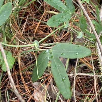 Passiflora subpeltata (White Passionflower) at Isaacs Ridge and Nearby - 14 Aug 2022 by SteveBorkowskis