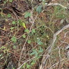 Passiflora subpeltata at Isaacs, ACT - 14 Aug 2022