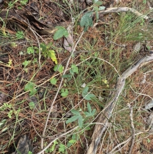 Passiflora subpeltata at Isaacs, ACT - 14 Aug 2022