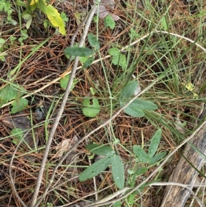 Passiflora subpeltata at Isaacs, ACT - 14 Aug 2022 11:59 AM