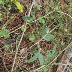 Passiflora subpeltata at Isaacs, ACT - 14 Aug 2022