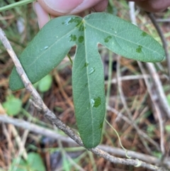 Passiflora subpeltata at Isaacs, ACT - 14 Aug 2022