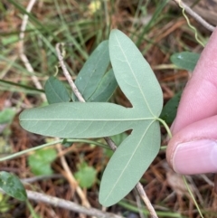 Passiflora subpeltata at Isaacs, ACT - 14 Aug 2022 11:59 AM