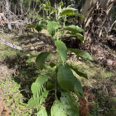 Solanum mauritianum (Wild Tobacco Tree) at Isaacs, ACT - 13 Aug 2022 by Steve_Bok