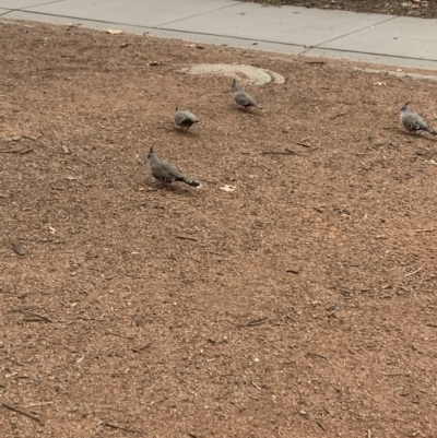 Ocyphaps lophotes (Crested Pigeon) at Canberra, ACT - 14 Aug 2022 by lambdene