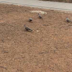 Ocyphaps lophotes at Canberra, ACT - 14 Aug 2022