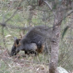 Wallabia bicolor (Swamp Wallaby) at Isaacs, ACT - 14 Aug 2022 by SteveBorkowskis