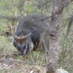 Wallabia bicolor at Isaacs, ACT - 14 Aug 2022