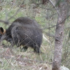 Wallabia bicolor at Isaacs, ACT - 14 Aug 2022